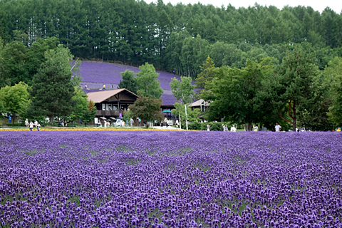 富良野2015(その2) 富良野2015(その2)