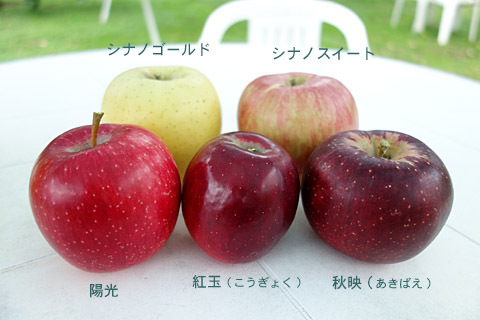 松川:渡場の銀杏並木 松川:渡場の銀杏並木