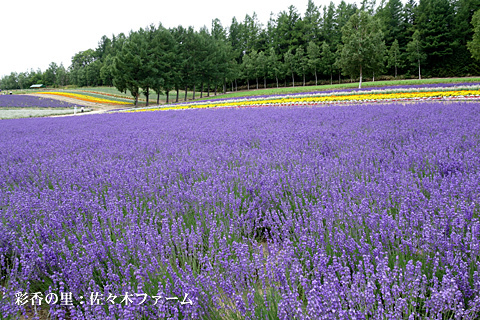 富良野2015(その3) 富良野2015(その3)
