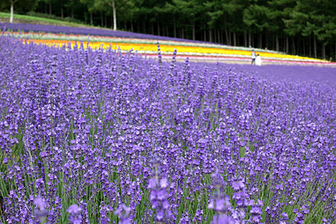 富良野2015(その3) 富良野2015(その3)