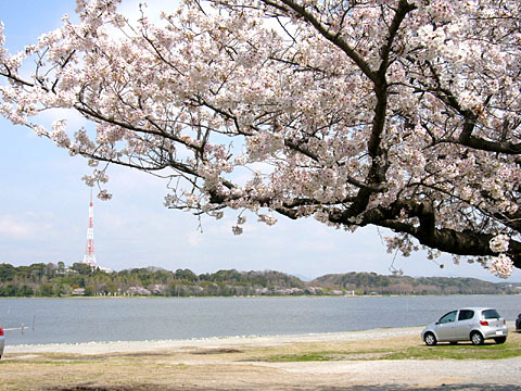 2014佐鳴湖桜 2014佐鳴湖桜