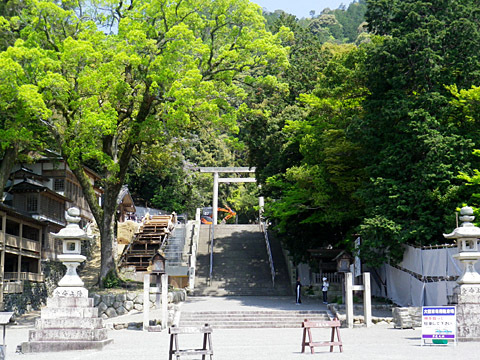 多度大社:御神木 多度大社:御神木