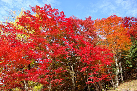 稲武:大井平公園 稲武:大井平公園