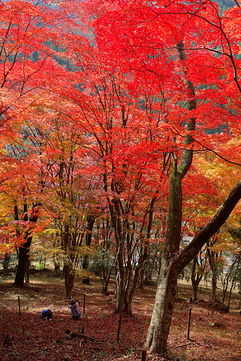 稲武:大井平公園 稲武:大井平公園