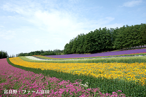 富良野2015 富良野2015