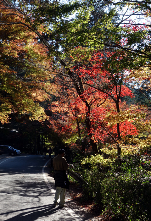 小国神社の紅葉 小国神社の紅葉