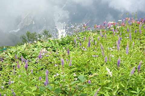 白馬八方池 白馬八方池