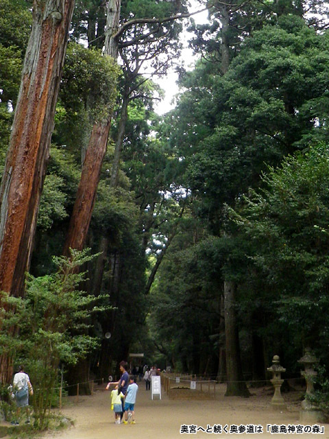 鹿島神社の森 鹿島神社の森