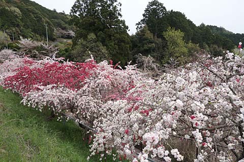 カナメ神宮&井伊谷城 カナメ神宮&井伊谷城