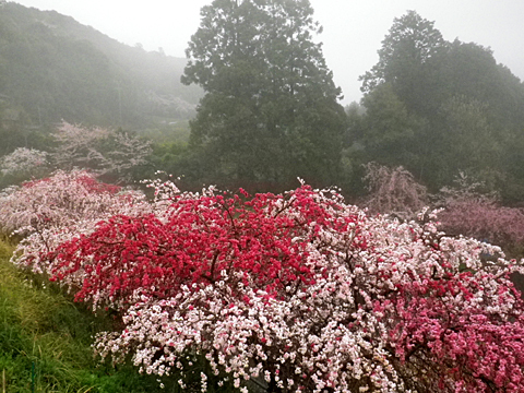 今年は残念(奥山:カナメ神宮) 今年は残念(奥山:カナメ神宮)