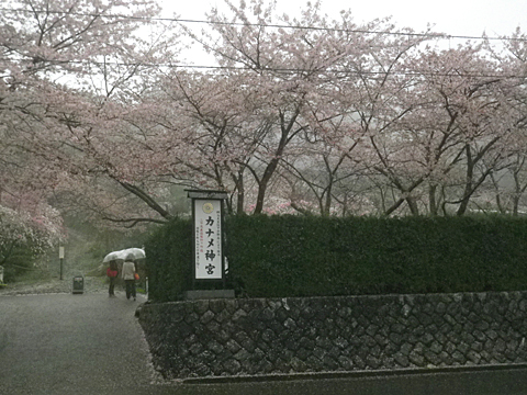 今年は残念(奥山:カナメ神宮) 今年は残念(奥山:カナメ神宮)