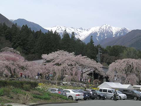 伊那路~桜巡り 伊那路~桜巡り