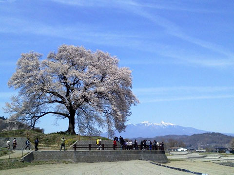 わに塚の桜 わに塚の桜