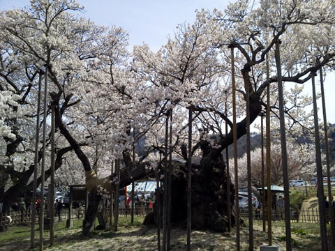 神代桜 神代桜