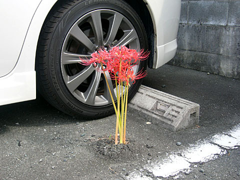 ど根性? ど根性?