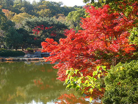 佐鳴湖紅葉 佐鳴湖紅葉