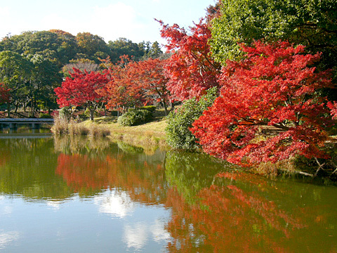 佐鳴湖紅葉 佐鳴湖紅葉