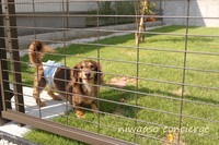 【エクステリア】リビングに面したデッキとその先に続く芝のお庭は、愛犬のためのマイ・ドッグラン!!