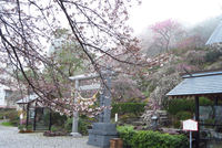 4月7日の奥山カナメ神宮と奥山公園