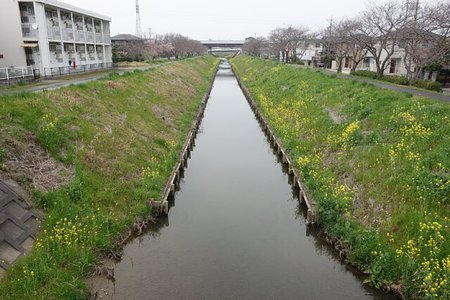 【とっきん】宇刈川の春の予感
