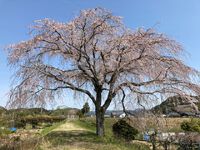 原野谷川橋梁の枝垂桜