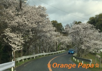 花川町の桜並木♪