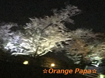 浜松城公園の夜桜♪