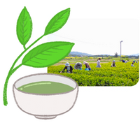 お茶の文化を次世代へ❞すっぴん茶屋より　お茶500ml　マイカップに5/14（日）