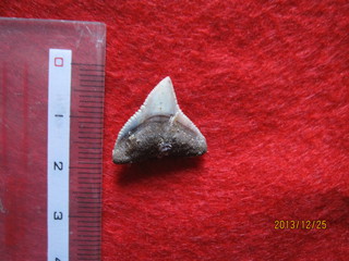 掛川層群の化石　　メジロザメの歯化石