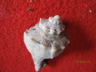 掛川層群の化石　テングニシ