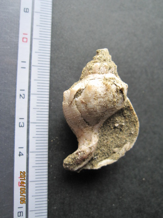 掛川層群の化石　サイフォナリア　デクリビス（ミクりガイの仲間）