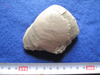 掛川層群の化石　アリソガイ