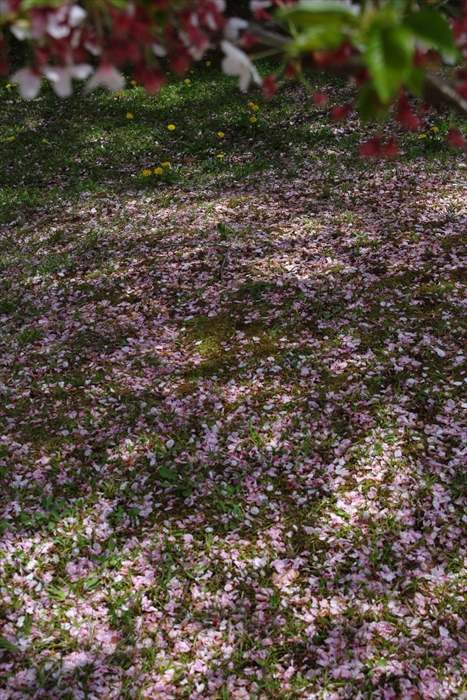 2016　桜