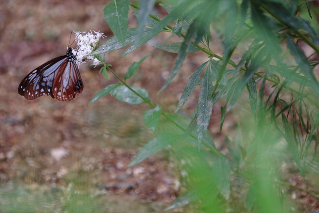 旅する蝶　アサギマダラ