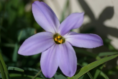 薄紫のハナニラ