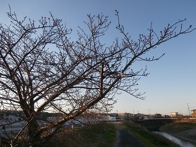 あわてんぼう　の　桜