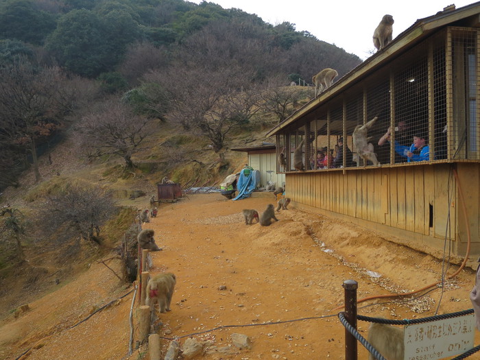 京都・嵐山モンキーパークは、なぜ外国人観光客でいっぱいなのか？