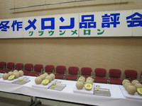 日本の最高級メロン「クラウンメロン」の「冬作メロン品評会」へ。