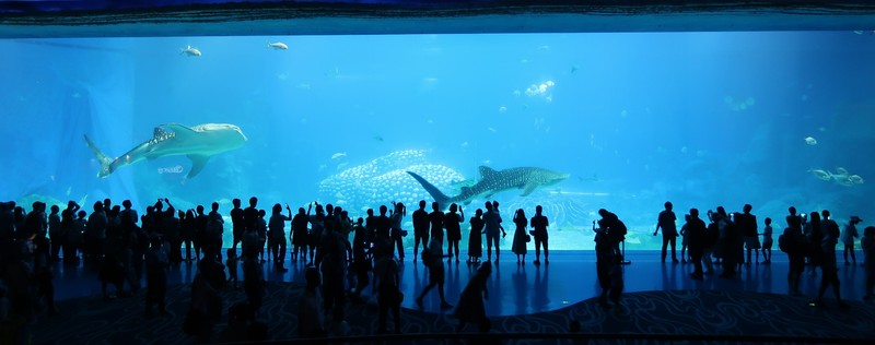 珠海市にある、世界最大の水族館 「長隆海洋王国」のスケールがハンパない。