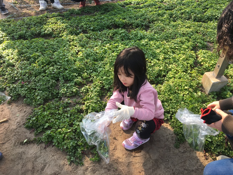 参加者大興奮！ヤママツ鈴木農園でのハーブ摘み&野菜収穫体験♪