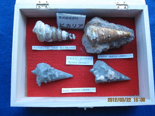 展示化石　ビカリア（Vicarya)