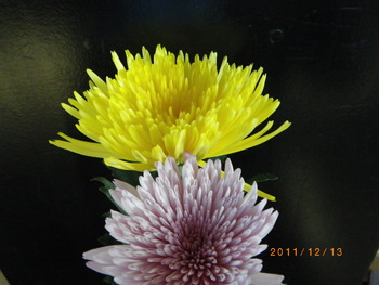 アナスタシア菊