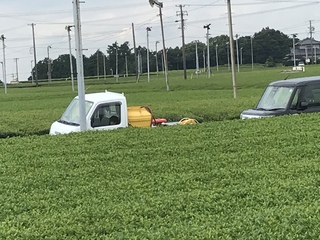 三番茶に現れたカエル 三番茶に現れたカエル