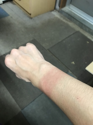 三番茶に現れたカエル 三番茶に現れたカエル