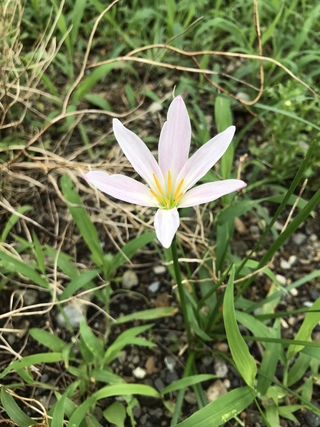 あなたはだあれ? あなたはだあれ?