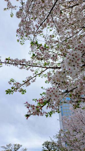桜の花咲く頃のオハナシ