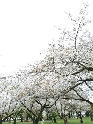 桜の花咲く頃のオハナシ