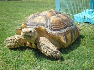 移動動物園がやってくる! 移動動物園がやってくる!