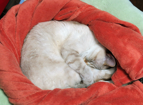 寝ながらにして「前方抱え込み宙返り」(笑) 猫 にゃんこ cat 寝ながらにして「前方抱え込み宙返り」(笑) 猫 にゃんこ cat