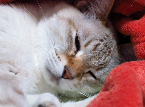 寝ながらにして「前方抱え込み宙返り」(笑) 猫 にゃんこ cat 寝ながらにして「前方抱え込み宙返り」(笑) 猫 にゃんこ cat